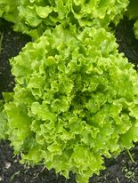 Green Island Gardens